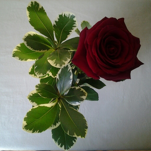 Meet your Posher, Rosalee - Picture 1 of 1